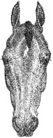 Horse's Head 2.tif