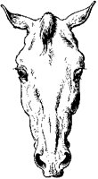 Horse's Head 3.tif