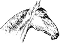 Horse's Head 4.tif