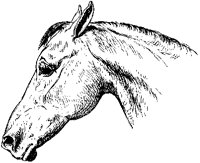 Horse's Head 5.tif