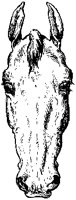 Horse's Head 6.tif