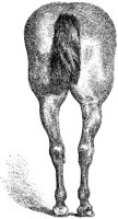 Horse's Rear 1.tif