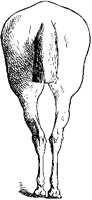 Horse's Rear 2.tif