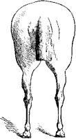 Horse's Rear 3.tif