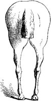 Horse's Rear 4.tif