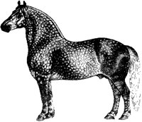 Percheron Horse.tif