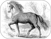 Stud Horse.tif