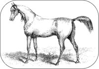 Tarbes Arabian Horse A.tif