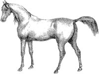 Tarbes Arabian Horse B.tif