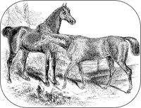Two Horses.tif