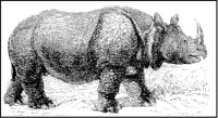 African Rhinoceros.tif