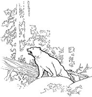 Bear Growling.tif