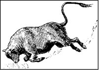 Bull Charging.tif