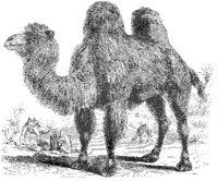 Camel.tif