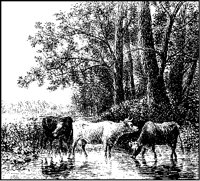 Cows Drinking at River.tif