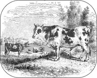 Domestic Cattle.tif