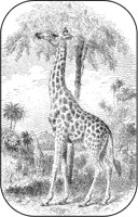 Giraffe.tif