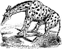 Giraffe About to Lie Down.tif