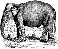 Indian Elephant.tif