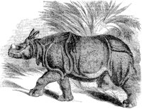 Indian Rhinoceros.tif