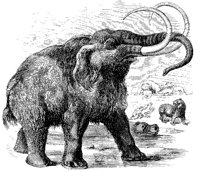 Mammoth.tif