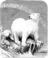 Polar Bears on Ice.tif