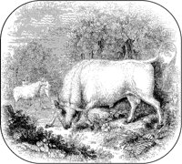 White Cattle.tif
