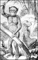 Chimpanzees.tif