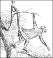 Coaita.tif