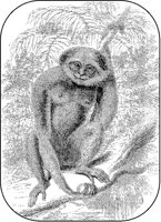 Gibbon.tif