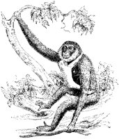 Gibbon Mother and Child.tif