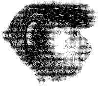 New World Monkey Head 1.tif