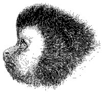 New World Monkey Head 3.tif