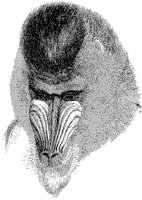 Old-World Monkey Head.tif