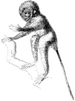 Tarsier.tif