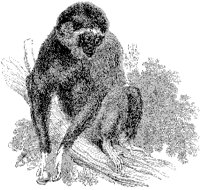 White-Handed Gibbon.tif