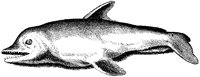 Dolphin.tif