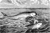 Narwhals.tif
