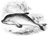 Porpoise.tif