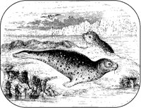 Seals.tif