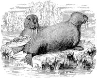 Walruses 1.tif