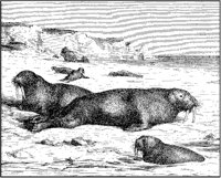 Walruses 2.tif