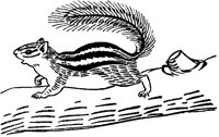 Chipmunk.tif