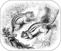 Chipmunks.tif