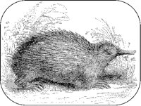 Echidna.tif