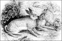 Hares.tif