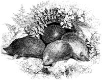 Hedgehogs.tif