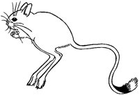 Jerboa.tif