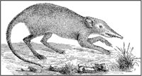 Jumping Shrew.tif