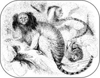 Marmosets.tif